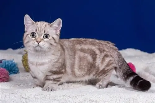 8 المشاكل الصحية الشائعة لـ Munchkin Cat