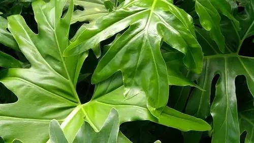 Kas Philodendron on kassidele mürgine? Hoidke oma kassi turvaliselt