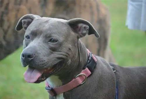 Blue Nose Pitbull