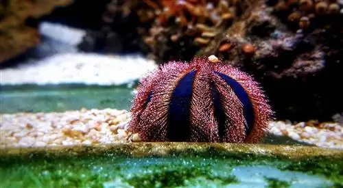 Blue Tuxedo Urchin