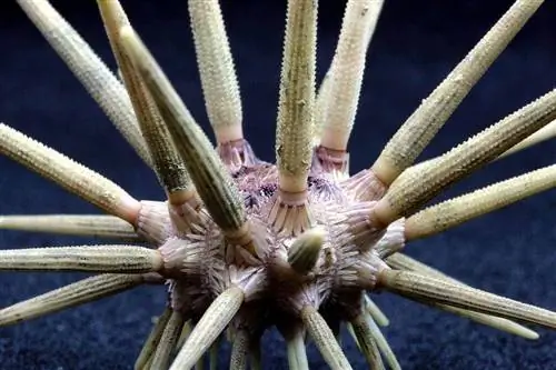 närbild penna urchin