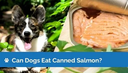 Bisakah Anjing Makan Salmon Kalengan? Fakta yang Ditinjau Dokter Hewan & Panduan Kesehatan