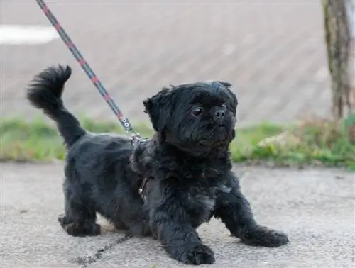 svart mops tzu i bånd