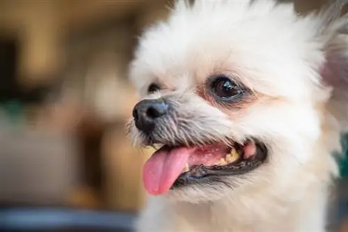 shih tzu pomerania