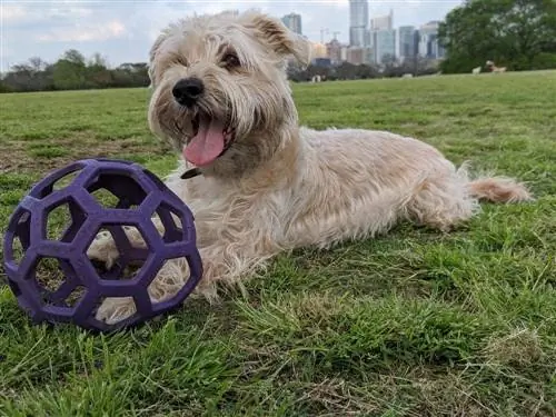 schnau-tzu afuera con pelota