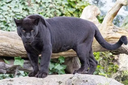 jaguar hitam