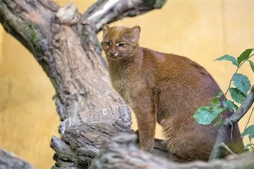 Jaguarundi pe copac