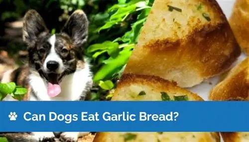 I cani possono mangiare pane all'aglio? Informazioni riviste dal veterinario & Domande frequenti