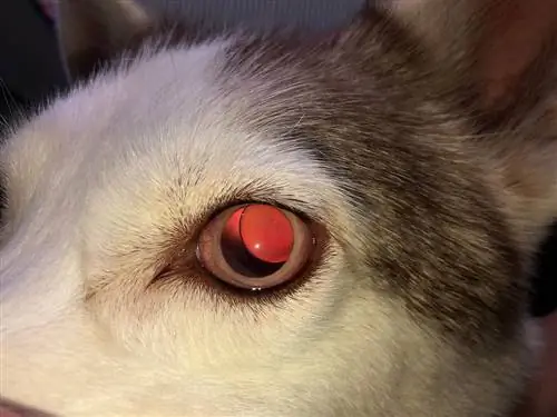 close-up husky met netvliesloslating