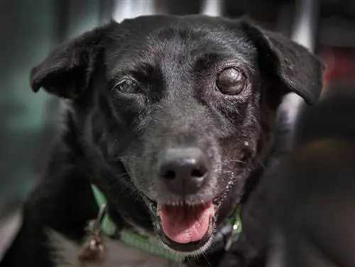 perro negro con glaucoma