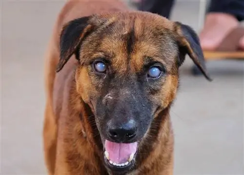 Brauner Hund mit Uveitis