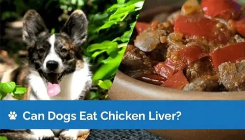 Bolehkah Anjing Makan Hati Ayam? Fakta Disemak Doktor & Soalan Lazim