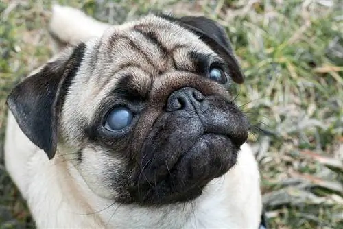 câine pug orb