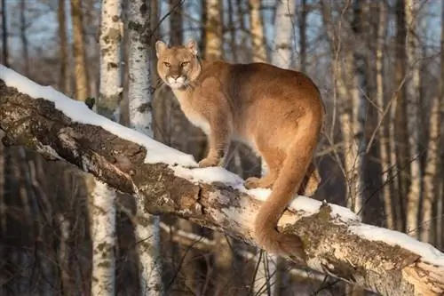 kvinnelig puma