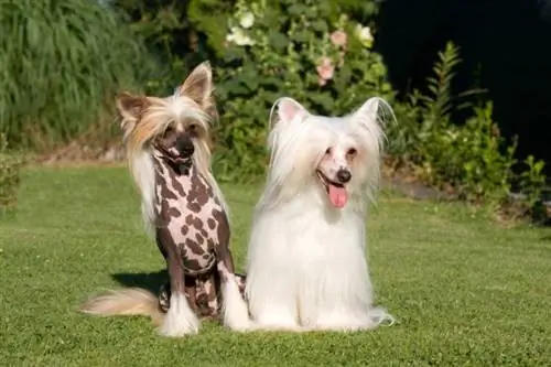 Chinese Crested - tidak berbulu dan powderpuff