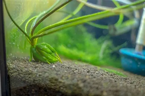 bananplanta i botten av tanken