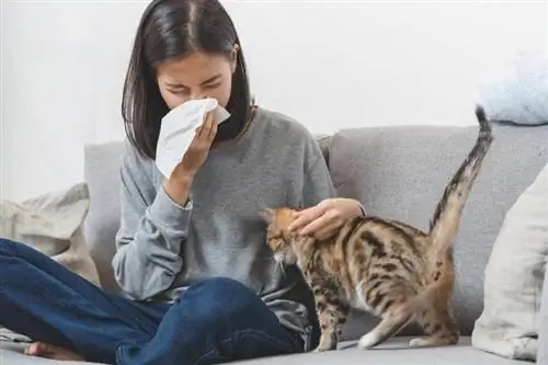 Êtes-vous allergique aux chats ? En savoir plus sur les symptômes courants d'allergie aux chats