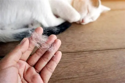 mano que sostiene el pelo de gato derramado