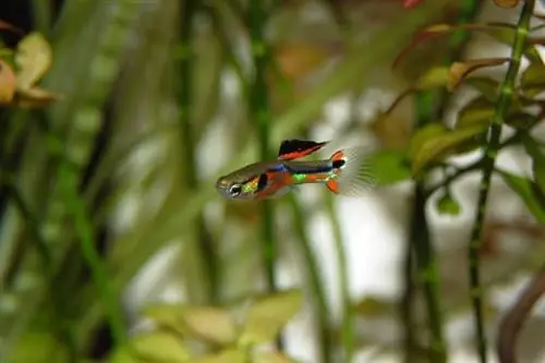 peixe guppy