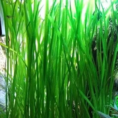 צמחים שורשיים של ג'ונגל Vallisneria