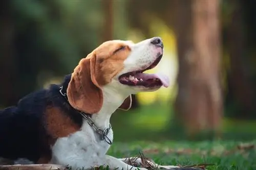 un adorabil beagle întins pe iarbă în aer liber