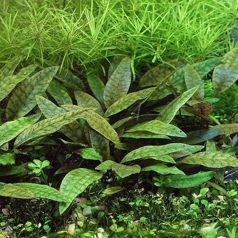 cryptocoryne