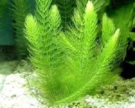 8 manojo de hornwort