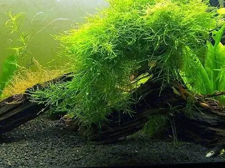 1Seni Akuatik Java Moss