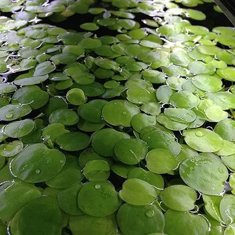 Amazonase Frogbits