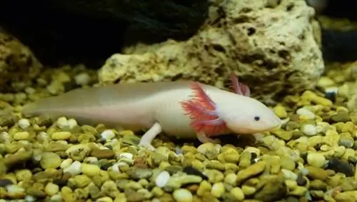 axolotl መዋኘት