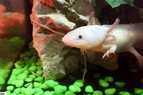 axolotl trong bể cá