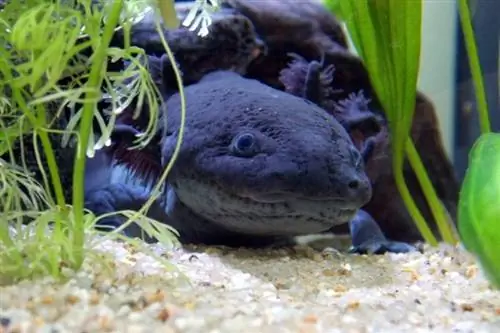 Axolotl aus nächster Nähe