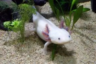 6 Tanaman Hidup Terbaik untuk Axolotl – Ulasan 2023 & Pilihan Teratas