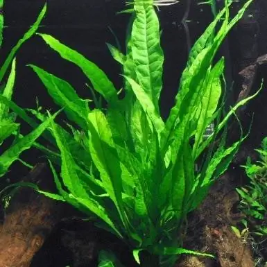 Java Fern Holý kořen