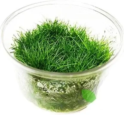 Dwarf Hairgrass