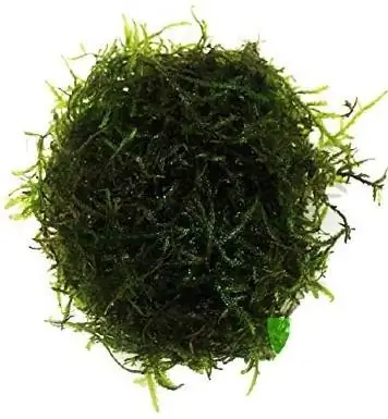 Java Moss