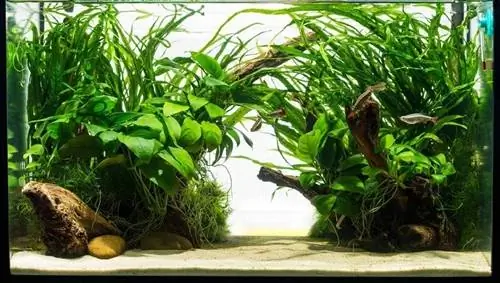 የቀጥታ ተክሎች ጋር የኮርፖሬት aquarium