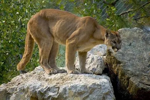 puma em uma rocha em um zoológico