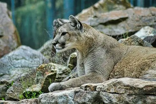 puma berbaring di atas batu besar