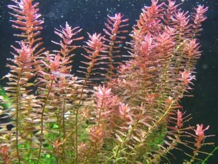 Rotala