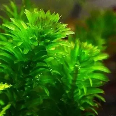 Elodea