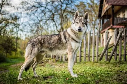 Czechoslovakian na Wolfdog