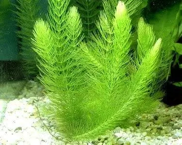 4 Hornwort Bos