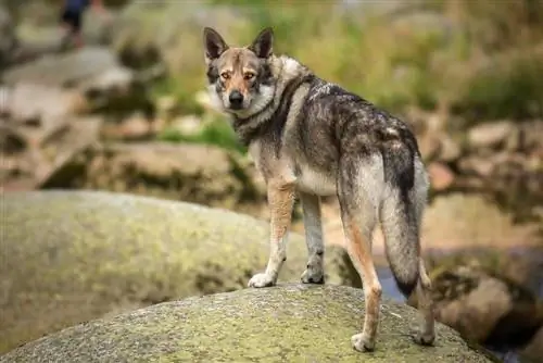 Oltre 100 nomi di cani lupo: idee per cani selvaggi & Cani feroci