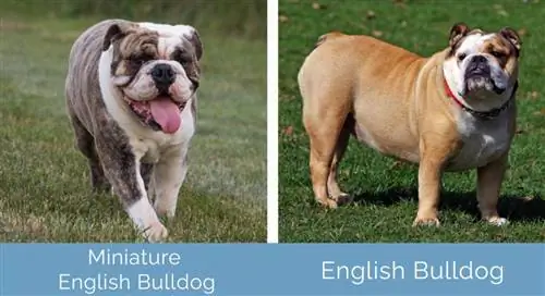 Miniature engelsk bulldog vs engelsk bulldog side om side