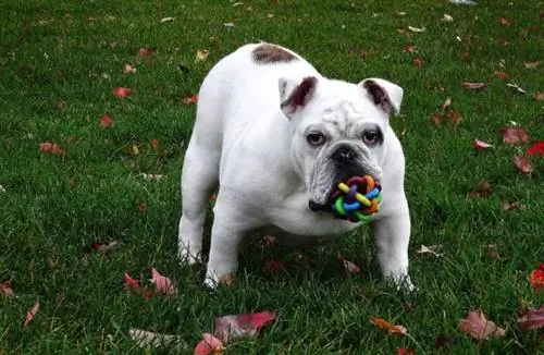 miniature engelsk bulldog