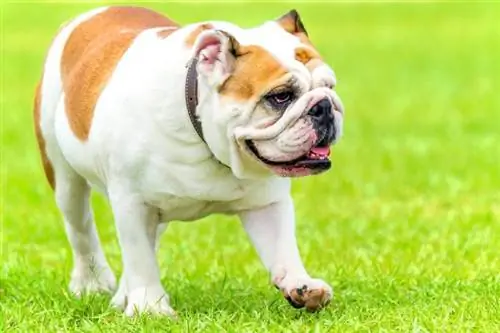 Bulldog anglais