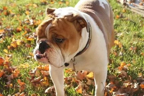 Bulldog anglais