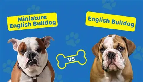 Miniatúrny anglický buldog vs anglický buldog: Aký je rozdiel?