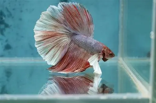 gigantische betta-vis in tank